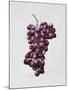 Black Grapes-Sally Crosthwaite-Mounted Giclee Print