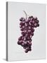 Black Grapes-Sally Crosthwaite-Stretched Canvas