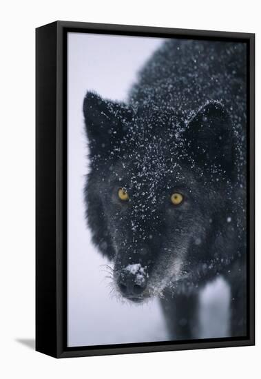 Black Gray Wolf in Snow-DLILLC-Framed Stretched Canvas