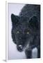 Black Gray Wolf in Snow-DLILLC-Framed Premium Photographic Print