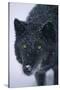 Black Gray Wolf in Snow-DLILLC-Stretched Canvas