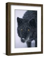 Black Gray Wolf in Snow-DLILLC-Framed Photographic Print