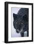 Black Gray Wolf in Snow-DLILLC-Framed Photographic Print