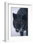 Black Gray Wolf in Snow-DLILLC-Framed Photographic Print