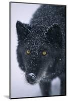 Black Gray Wolf in Snow-DLILLC-Mounted Photographic Print