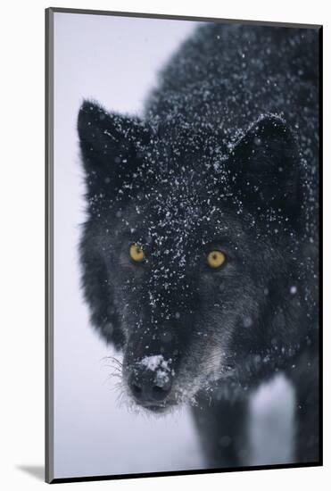 Black Gray Wolf in Snow-DLILLC-Mounted Photographic Print