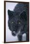 Black Gray Wolf in Snow-DLILLC-Framed Photographic Print