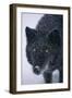 Black Gray Wolf in Snow-DLILLC-Framed Photographic Print