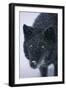 Black Gray Wolf in Snow-DLILLC-Framed Photographic Print