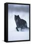 Black Gray Wolf Running in Snow-DLILLC-Framed Stretched Canvas