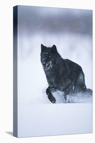 Black Gray Wolf Running in Snow-DLILLC-Stretched Canvas