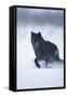 Black Gray Wolf Running in Snow-DLILLC-Framed Stretched Canvas