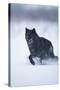 Black Gray Wolf Running in Snow-DLILLC-Stretched Canvas