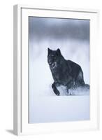 Black Gray Wolf Running in Snow-DLILLC-Framed Photographic Print