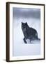 Black Gray Wolf Running in Snow-DLILLC-Framed Photographic Print