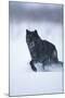 Black Gray Wolf Running in Snow-DLILLC-Mounted Photographic Print