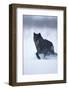 Black Gray Wolf Running in Snow-DLILLC-Framed Photographic Print