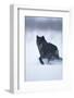 Black Gray Wolf Running in Snow-DLILLC-Framed Photographic Print