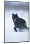 Black Gray Wolf Running in Snow-DLILLC-Mounted Photographic Print