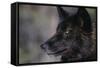 Black Gray Wolf-DLILLC-Framed Stretched Canvas