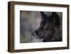 Black Gray Wolf-DLILLC-Framed Photographic Print