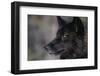 Black Gray Wolf-DLILLC-Framed Photographic Print