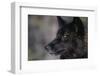 Black Gray Wolf-DLILLC-Framed Photographic Print