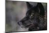 Black Gray Wolf-DLILLC-Mounted Photographic Print