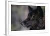 Black Gray Wolf-DLILLC-Framed Photographic Print