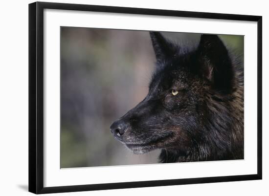 Black Gray Wolf-DLILLC-Framed Photographic Print