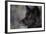 Black Gray Wolf-DLILLC-Framed Photographic Print