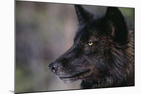 Black Gray Wolf-DLILLC-Mounted Photographic Print