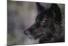 Black Gray Wolf-DLILLC-Mounted Photographic Print