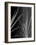 Black Grey Palm-Ruth Palmer-Framed Art Print