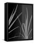 Black Grey Palm-Ruth Palmer-Framed Stretched Canvas