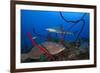 Black grouper and Caribbean Reef Shark, Jardines de la Reina National Park, Caribbean Sea, Cuba-Claudio Contreras-Framed Photographic Print