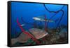 Black grouper and Caribbean Reef Shark, Jardines de la Reina National Park, Caribbean Sea, Cuba-Claudio Contreras-Framed Stretched Canvas