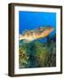 Black Grouper, Northern Bahamas, Caribbean-Stuart Westmorland-Framed Photographic Print