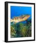 Black Grouper, Northern Bahamas, Caribbean-Stuart Westmorland-Framed Photographic Print