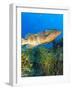 Black Grouper, Northern Bahamas, Caribbean-Stuart Westmorland-Framed Photographic Print