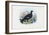 Black Grouse, 1863-79-Raimundo Petraroja-Framed Giclee Print