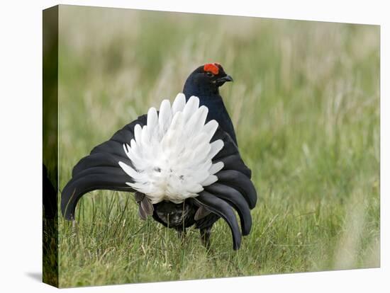 Black Grouse Black Cock Moor Cock Displaying on Lek, Upper Teesdale, Co Durham, UK-Andy Sands-Stretched Canvas