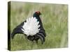 Black Grouse Black Cock Moor Cock Displaying on Lek, Upper Teesdale, Co Durham, UK-Andy Sands-Stretched Canvas