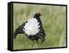 Black Grouse Black Cock Moor Cock Displaying on Lek, Upper Teesdale, Co Durham, UK-Andy Sands-Framed Stretched Canvas