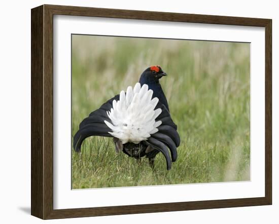 Black Grouse Black Cock Moor Cock Displaying on Lek, Upper Teesdale, Co Durham, UK-Andy Sands-Framed Photographic Print