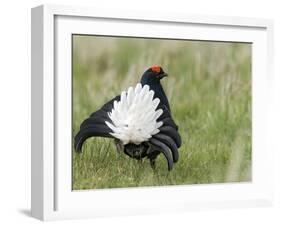 Black Grouse Black Cock Moor Cock Displaying on Lek, Upper Teesdale, Co Durham, UK-Andy Sands-Framed Photographic Print