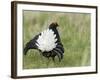 Black Grouse Black Cock Moor Cock Displaying on Lek, Upper Teesdale, Co Durham, UK-Andy Sands-Framed Photographic Print