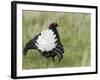 Black Grouse Black Cock Moor Cock Displaying on Lek, Upper Teesdale, Co Durham, UK-Andy Sands-Framed Photographic Print