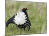 Black Grouse Black Cock Moor Cock Displaying on Lek, Upper Teesdale, Co Durham, UK-Andy Sands-Mounted Photographic Print