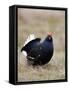 Black Grouse Displaying at Lek, Upper Teesdale, County Durham, England, UK-Toon Ann & Steve-Framed Stretched Canvas